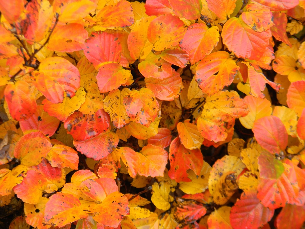 Foliage in bright orange and gold colors.