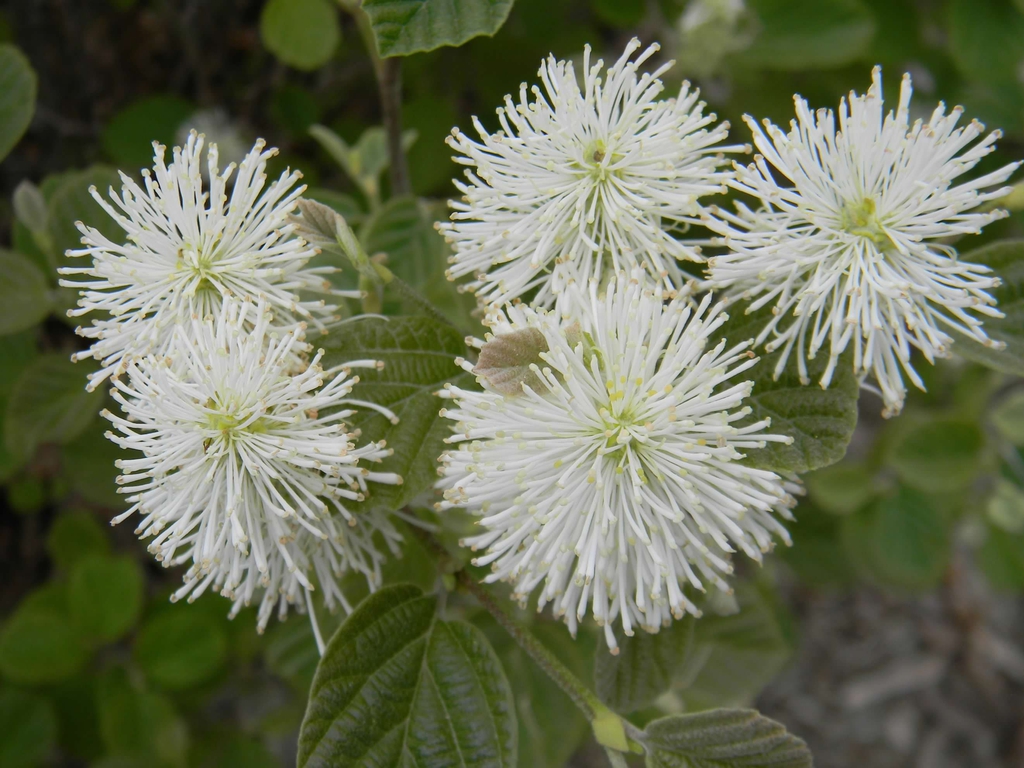 Close-up of flower clusters showing showy white filaments.