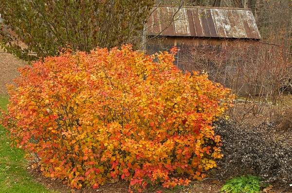 Fothergilla gardenii