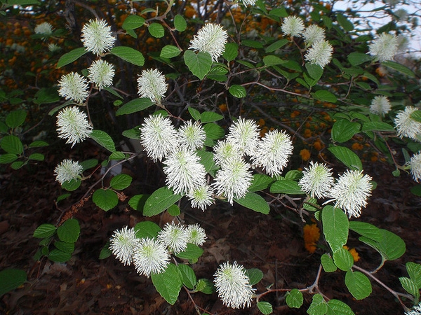 Fothergilla gardenii