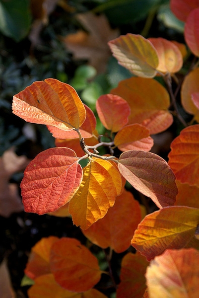 Fothergilla gardenii
