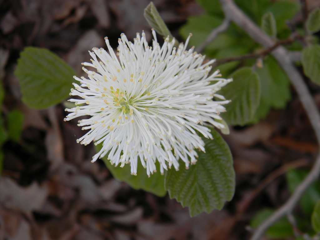 Fothergilla gardenii