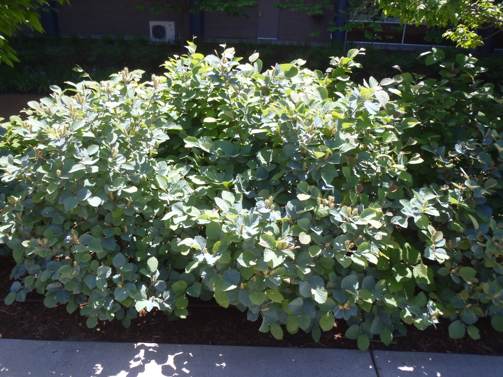Fothergilla gardenii
