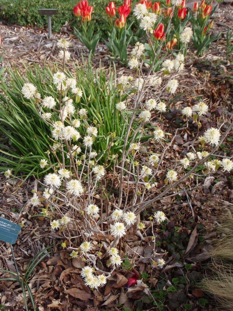 Fothergilla major
