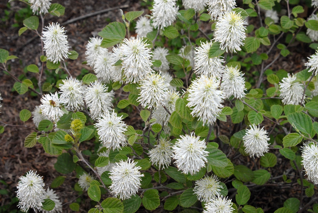 Fothergilla major