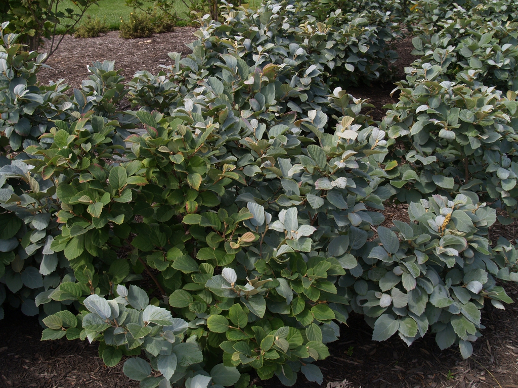 Fothergilla major