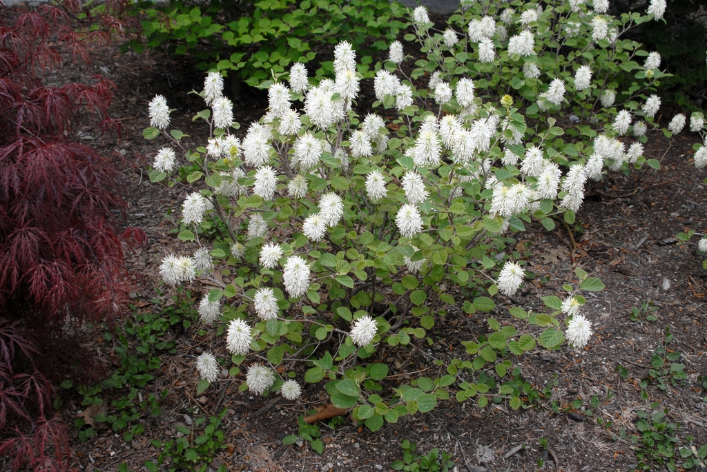 Fothergilla major