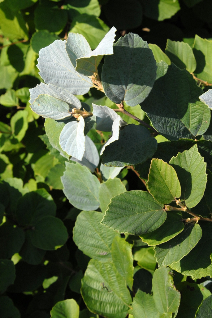 Fothergilla major