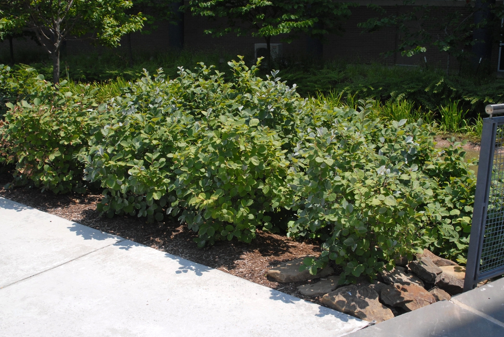 Fothergilla major