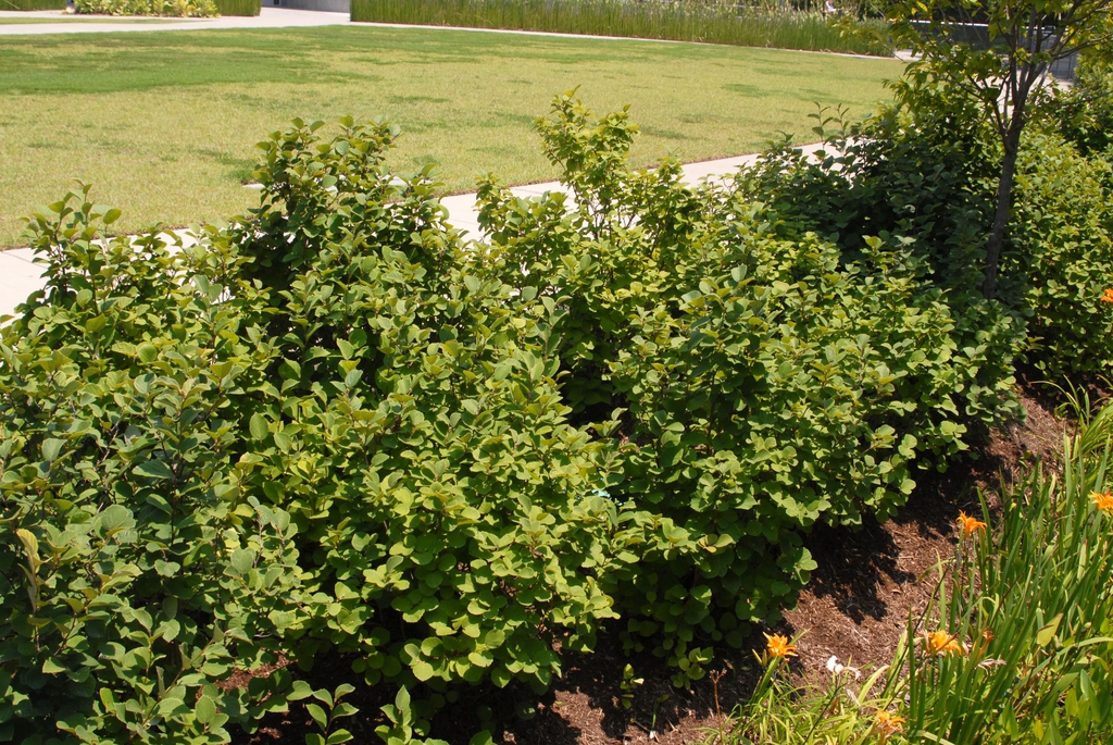 Fothergilla major