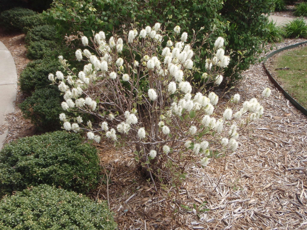 Fothergilla major