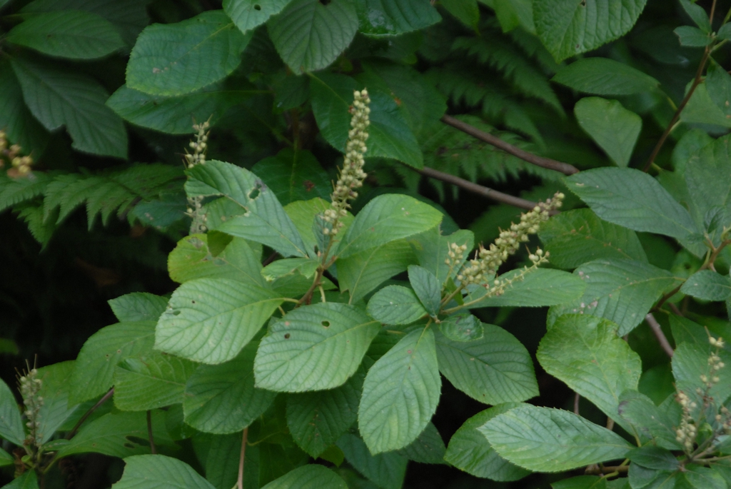 Fothergilla major