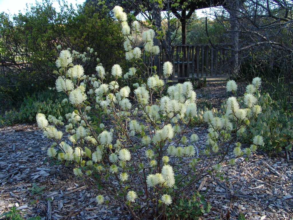 Shrub with many clusters of white stamen flowers, like brushes.