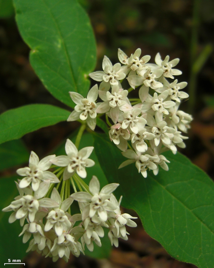 flower and leaves