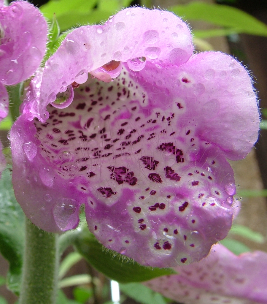 Close-up of the spotted, tubular flower.