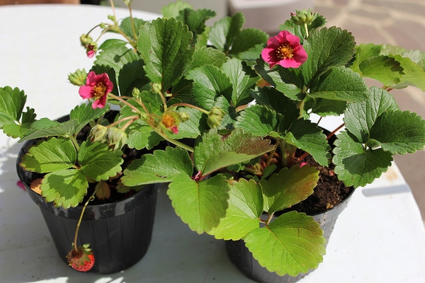 Fragaria 'Red Ruby'