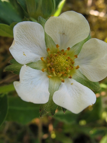 Close up of flower