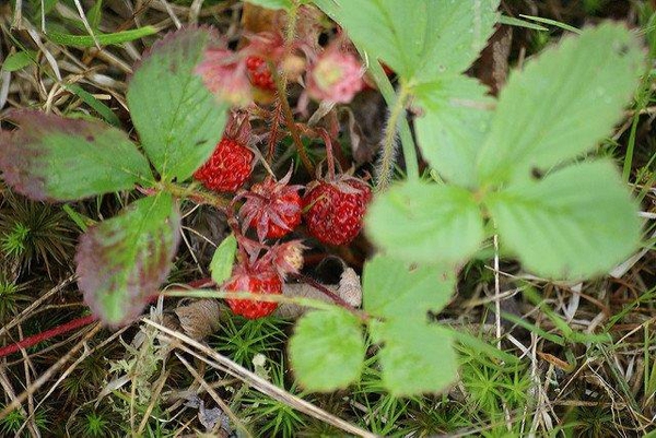 Fragaria virginiana
