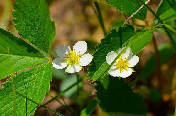 Fragaria virginiana