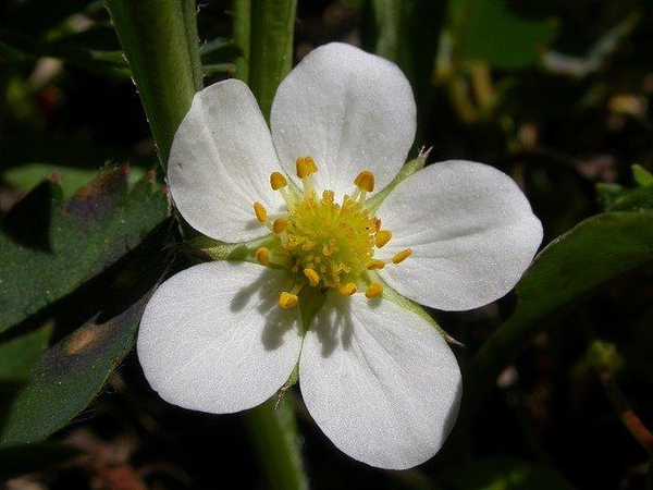 Fragaria virginiana