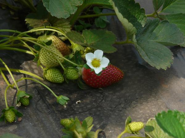 Fragaria ananassa