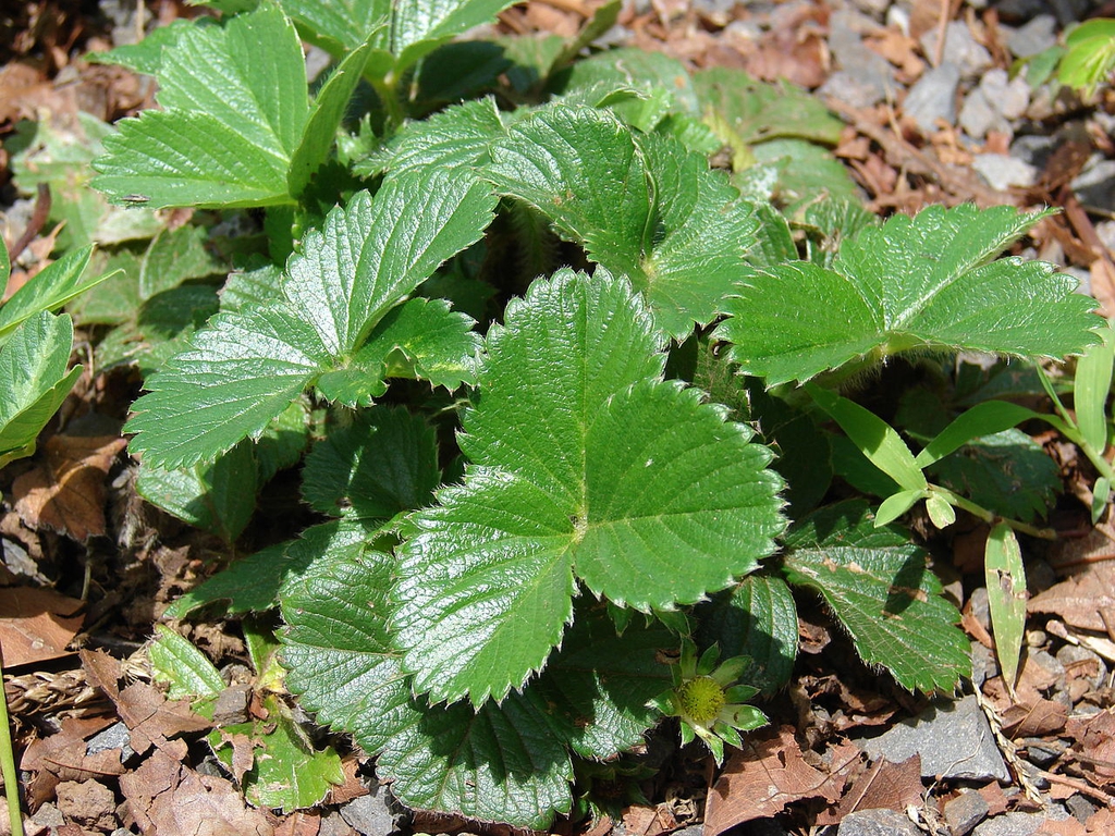 Form