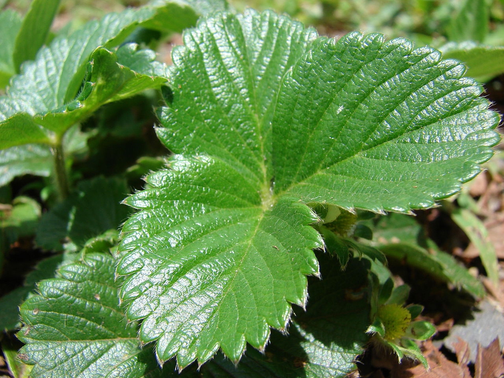 Leaf closeup