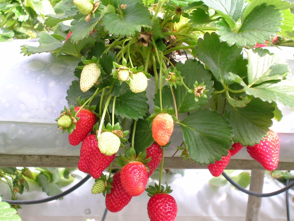 pant with fruit