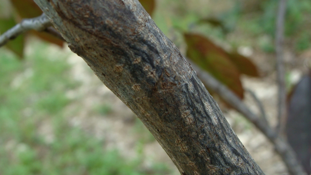 Bark