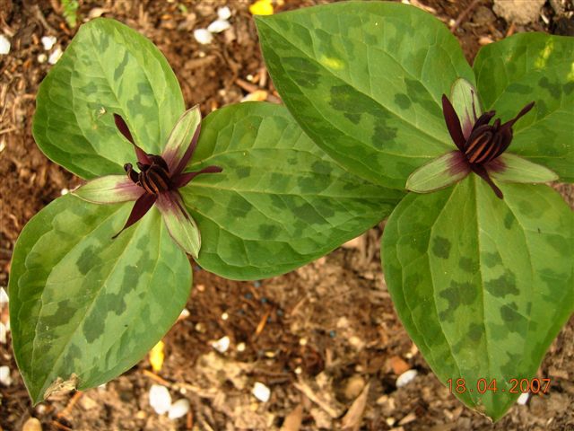 Flower with bracts