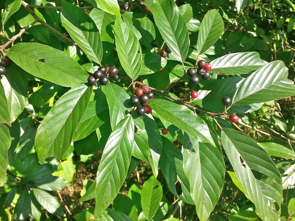 Fruits and leaves