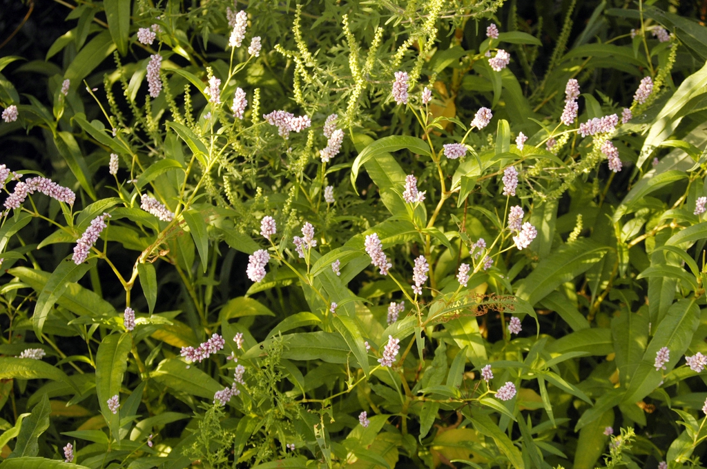 Form in bloom