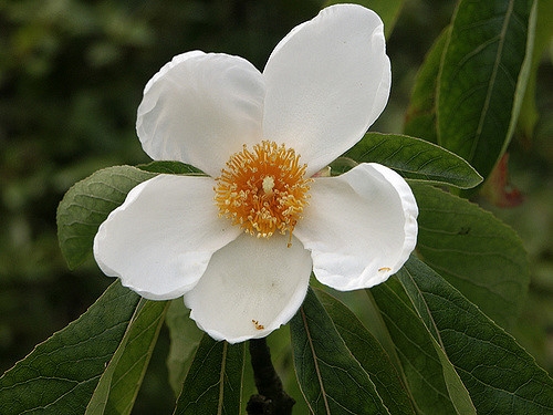 Franklinia alatamaha flower