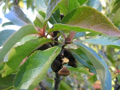 Franklinia alatamaha