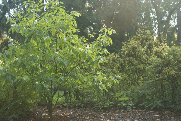 Franklinia alatamaha