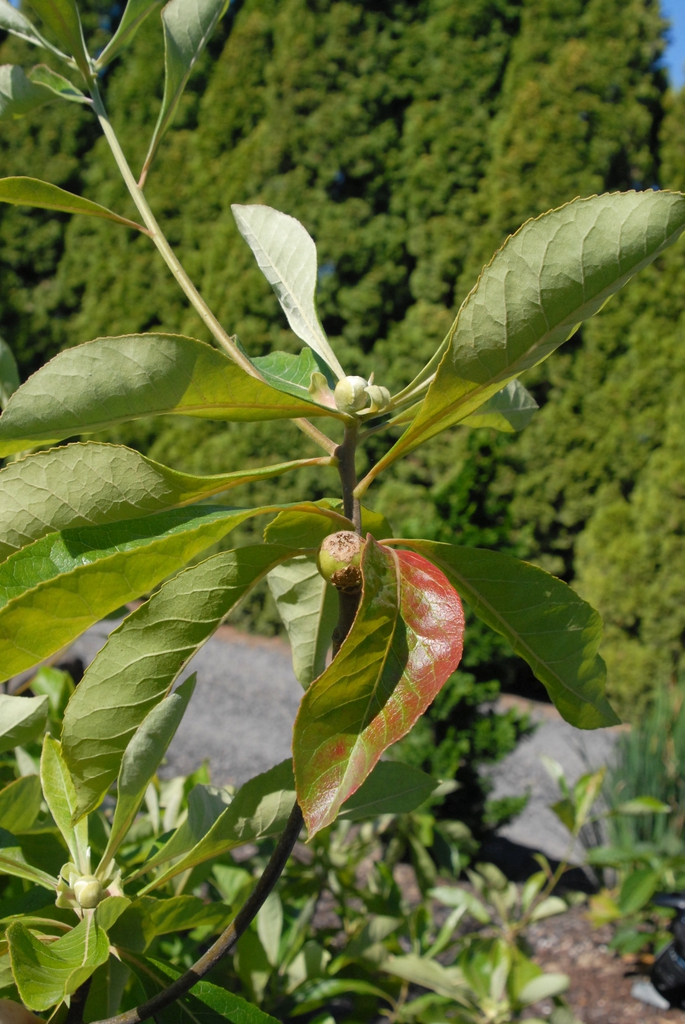 Franklinia alatamaha