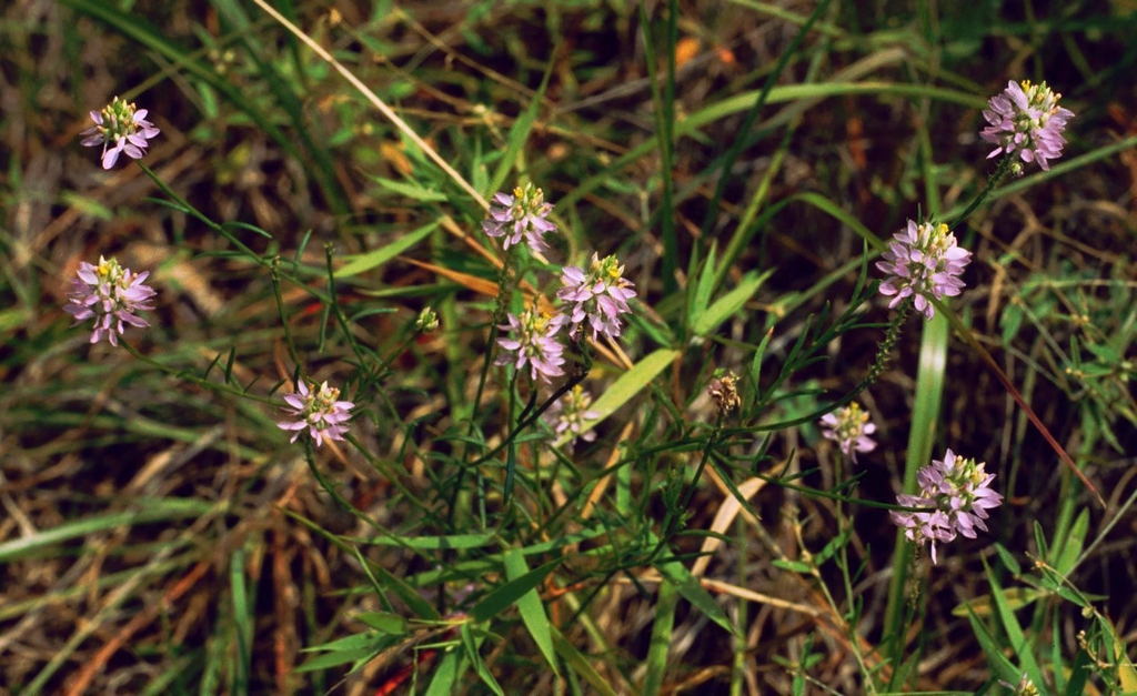 low-growing plant with pink inflorescences.