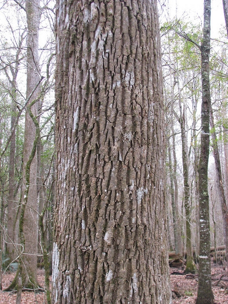 Fraxinus profunda