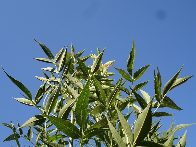 pinnately compound leaves against the blue sky.