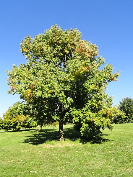 Fraxinus americana