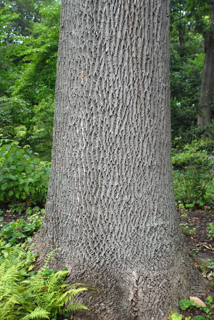 Bark