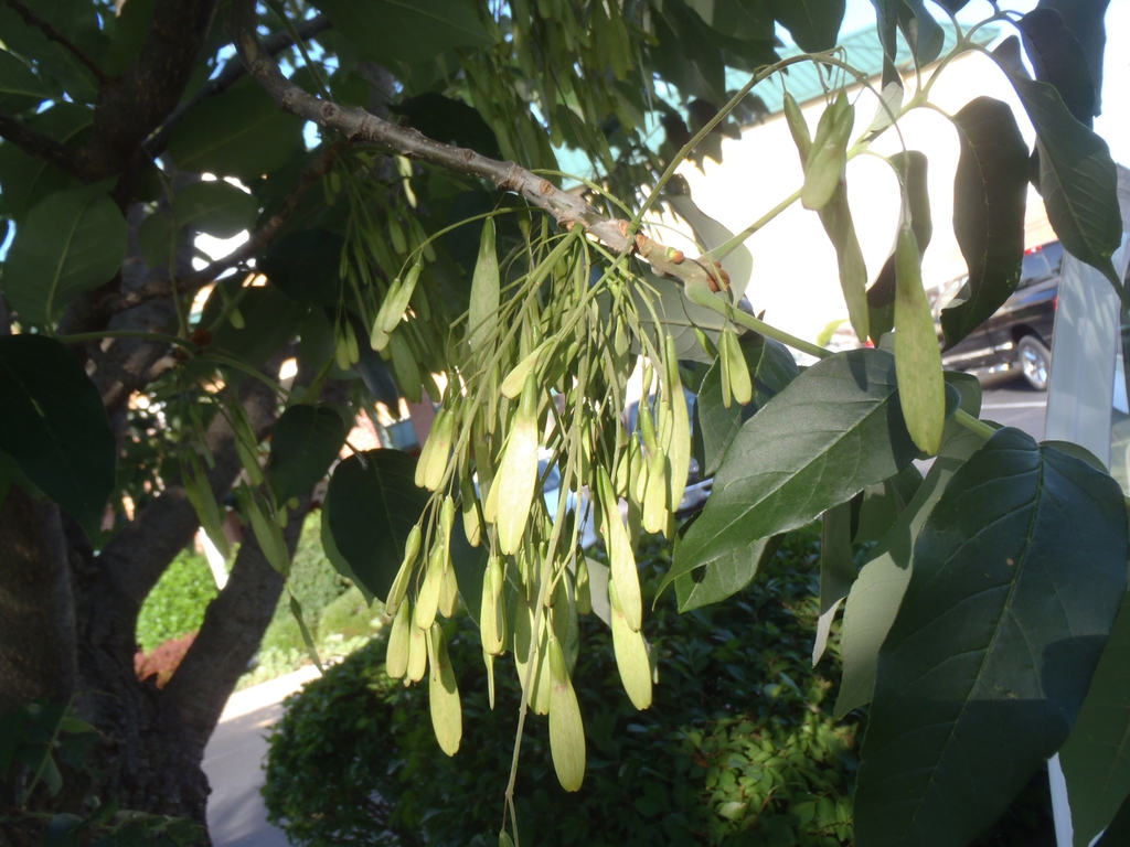 Fraxinus americana