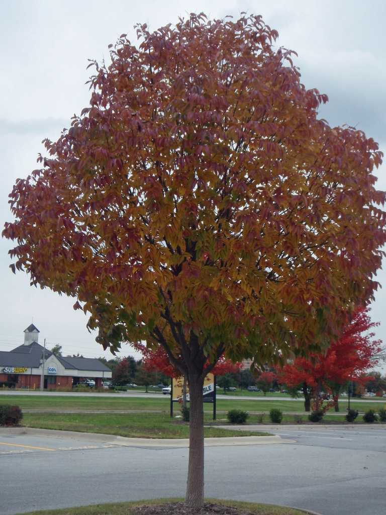 Fall Form