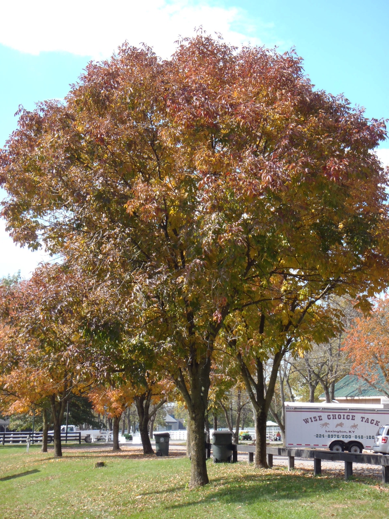 Fall Color Tree