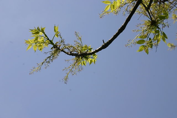 Fraxinus americana