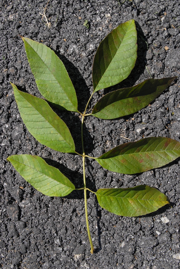 Leaf
