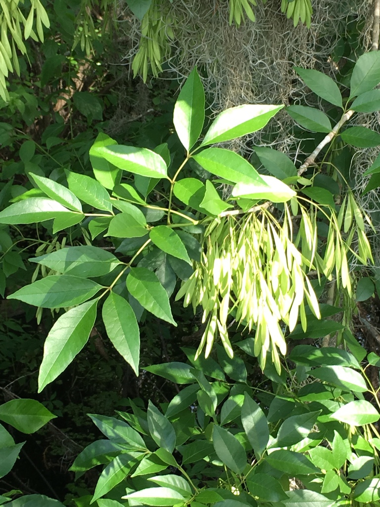 Fruit
