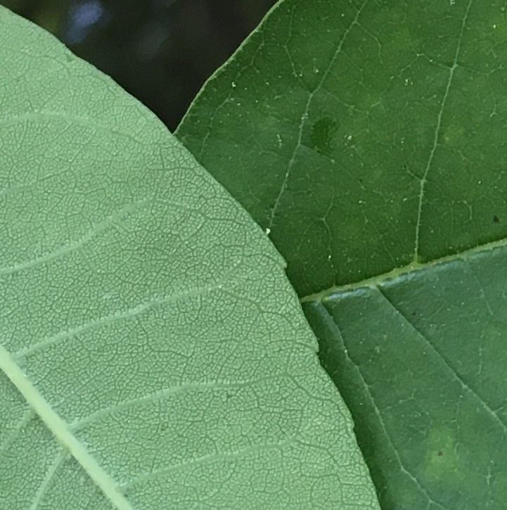 Both sides of leaves