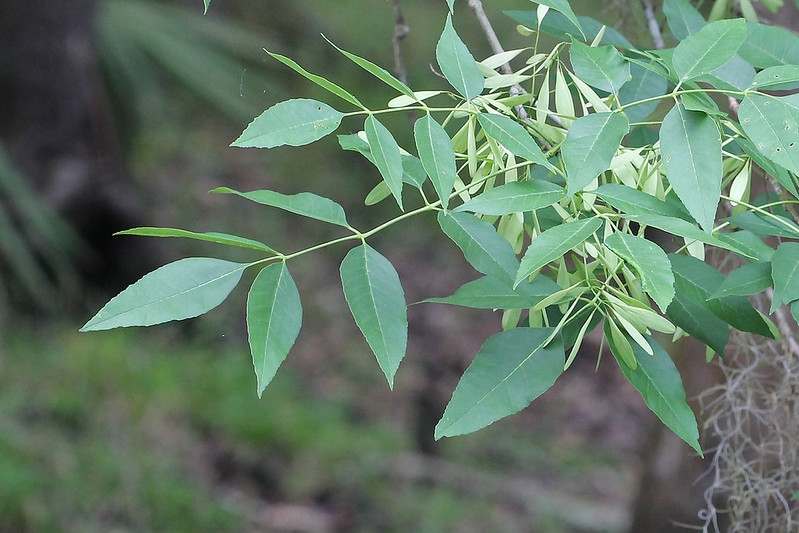 Leafy shoot with pinnately compound leaves & winged fruits.