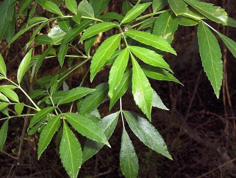 Leafy shoot with opposite, pinnately compound leaves.